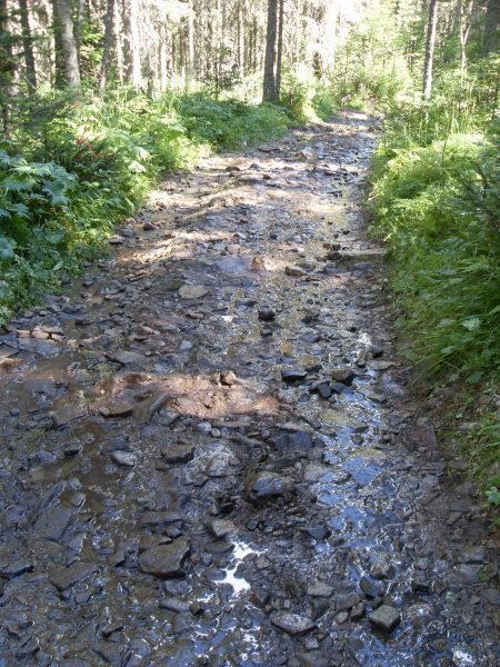 Лесная тропа, пока без корней